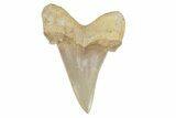 Serrated Sokolovi (Auriculatus) Shark Tooth - Dakhla, Morocco #249390-1